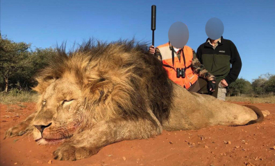 PETA Applauds Progress in South Africa as Officials Move to Protect Lions