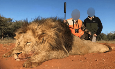 Hunter Kills Beloved Lion Outside the Same Park Where Walter Palmer Gunned Down Cecil