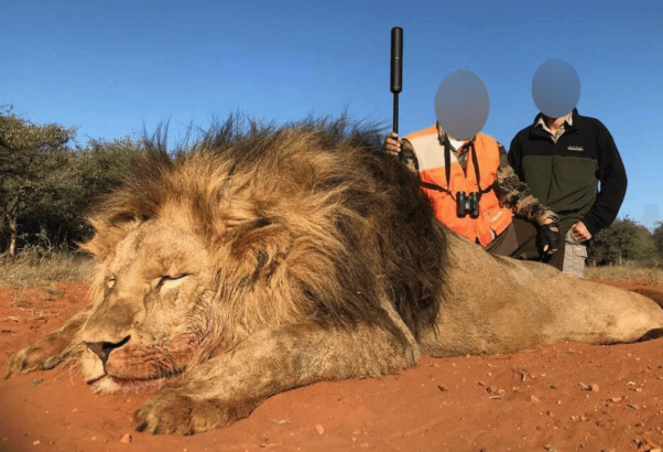 Hunter Kills Beloved Lion, Mopani, Outside the Same Park Where Walter Palmer Gunned Down Cecil This lion was killed during a South African hunt brokered by Tsala Hunting Safaris, a hunting company in which South African President Cyril Ramaphosa owns a 50% stake.