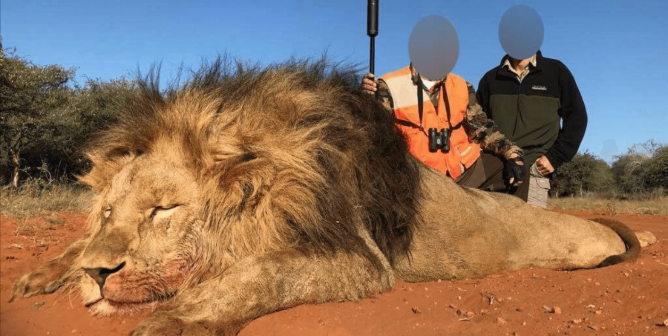 Hunter Kills Beloved Lion Outside the Same Park Where Walter Palmer Gunned Down Cecil