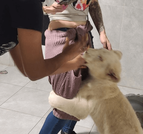 lion cub bites guest zoological wildlife foundation zwf miami