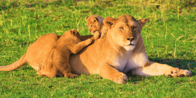 Big-Cat Cub-Petting Bill Passes in Quintana Roo