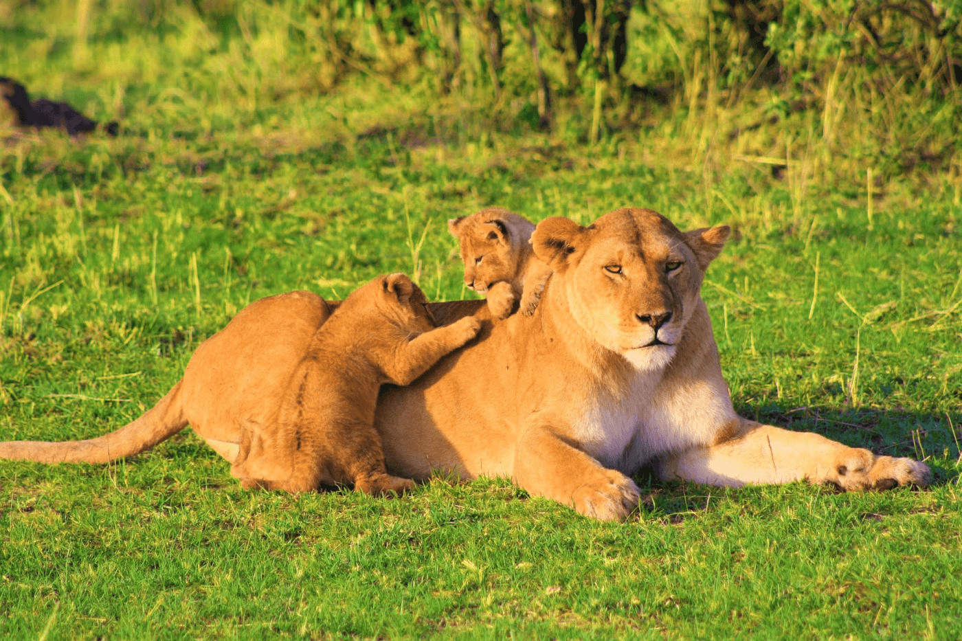 Mother and baby lion cubs
