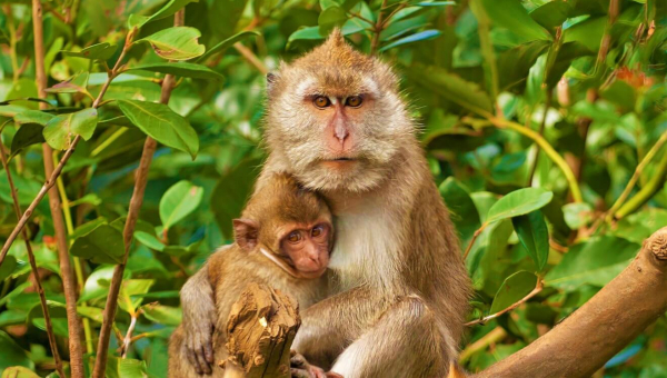Long tailed macaque with baby in tree
