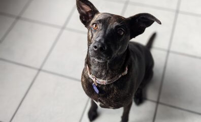 Brindle Beauty Ready to Find ‘the One’—Must Love Giving Chin Scratches