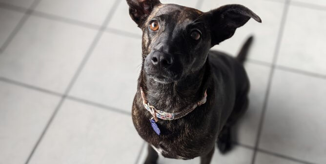 Rescued brindle dog Misha looking expectantly at the camera