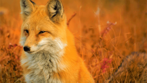 VICTORY: RUDSAK Bans Fur!