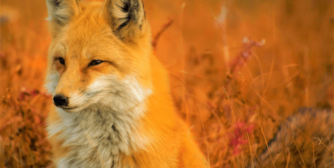 Fox in orange reeds