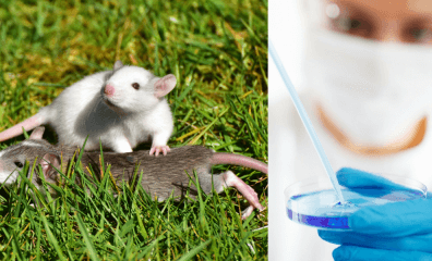 PETA Scientists to Present the Animal-Free Future of Research