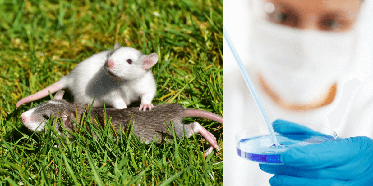 PETA Scientists to Present at 11th World Congress | PETA PETA Scientists to Present at 11th World Congress | PETA
