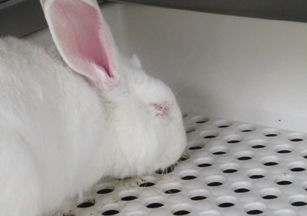 rabbit in vandy lab suffering from use in tests