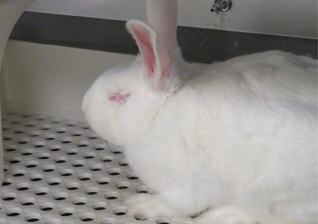 animals are used in experiments at vanderbilt university medical center