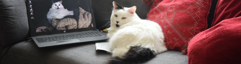 Cat with Computer