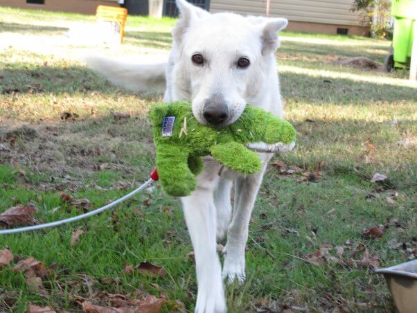 a dog on a tether holding a toy