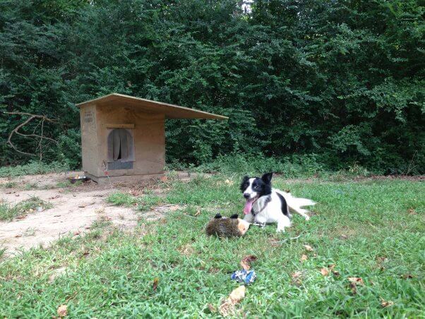 a tethered dog laying outside the doghouse with a toy