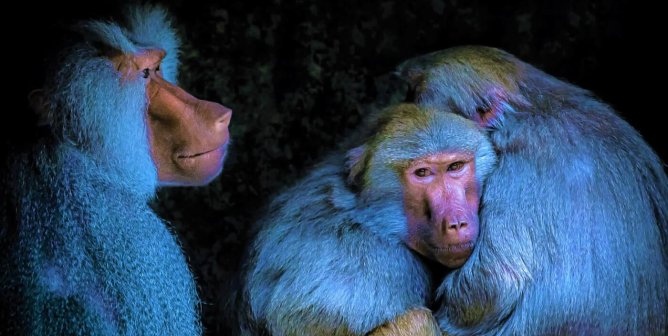 Three Baboons in blue lighting