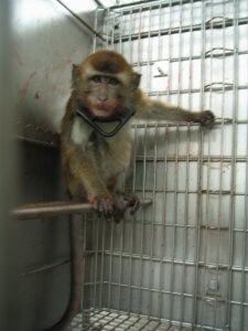 animal torture devices used on monkeys in labs covance