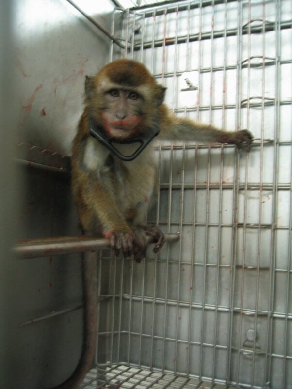 animal torture devices used on monkeys in labs covance