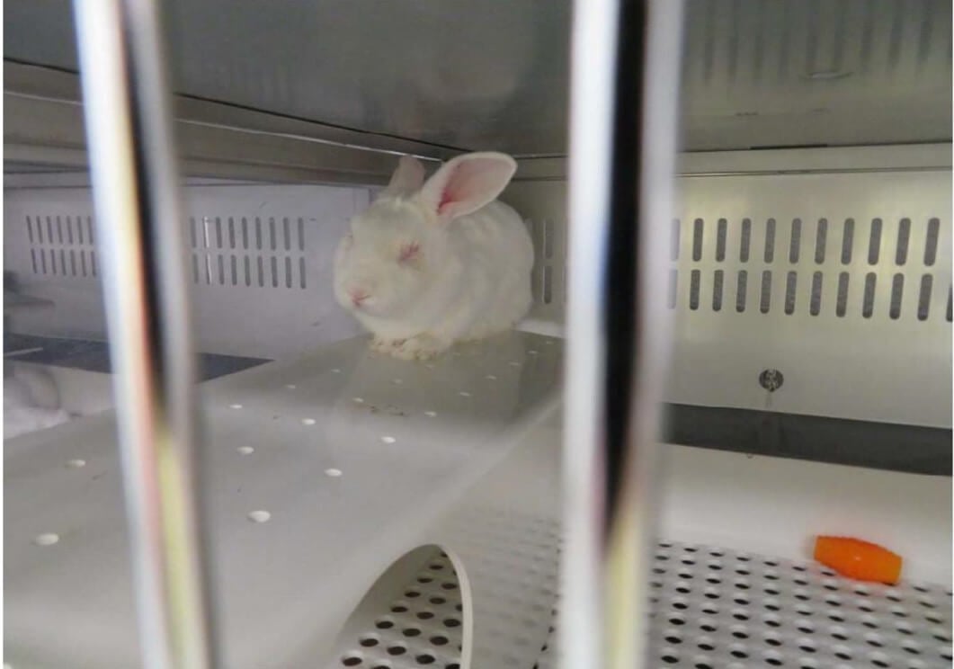 scared rabbit in Vanderbilt laboratory