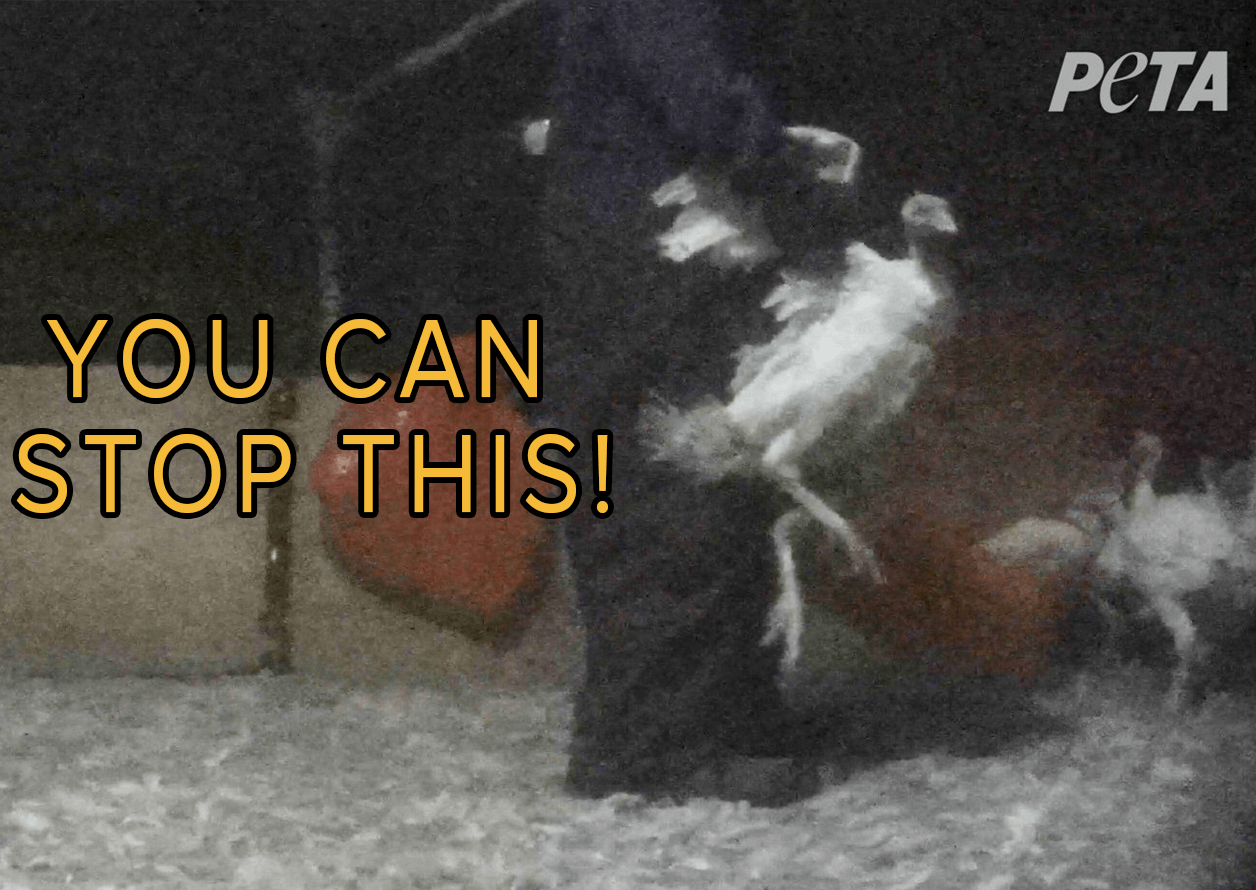 whole foods turkey inves small Ex–Plainville Workers Charged With Cruelty to Animals