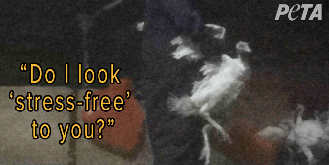 Turkeys Stomped on, Punched, and Left to Die at ‘Humane’ Farms Supplying Top Grocers