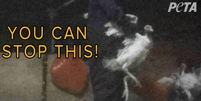 Turkey investigation at whole foods supplier