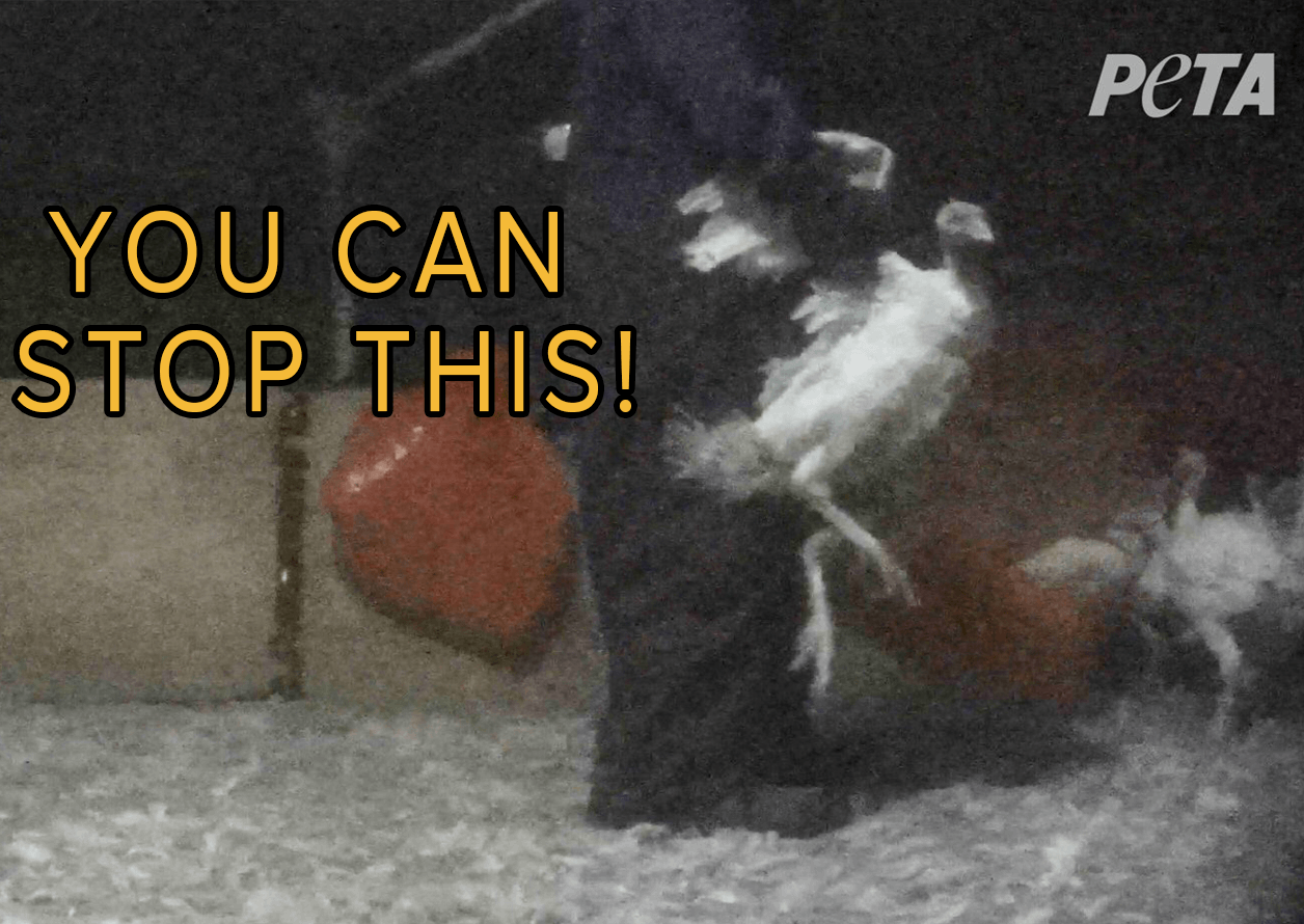 Shocking Truth About Turkey Mites Get Rid Of Them Now - 92ocmfl