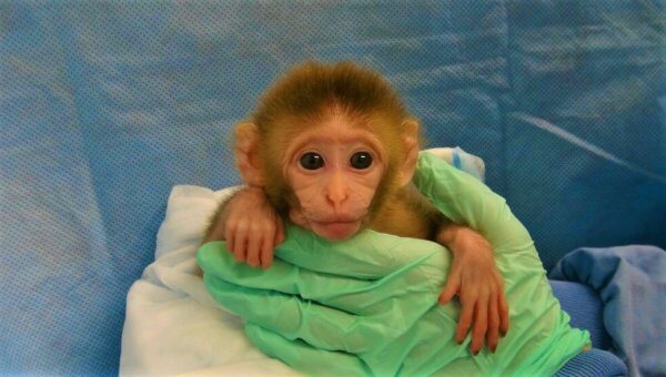 A Monkey Was Gassed to Death—Will His Tormentors Get Away With It?
