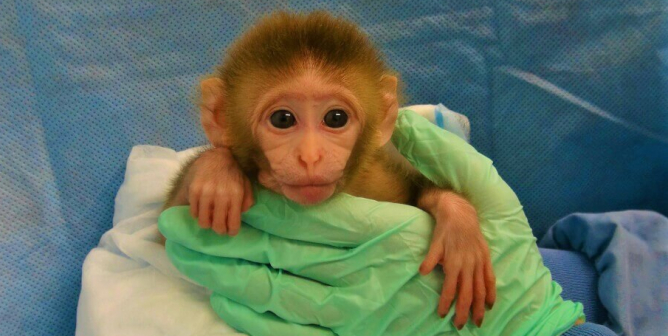 A Monkey Was Gassed to Death—Will His Tormentors Get Away With It?