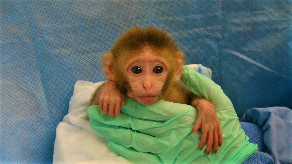 Baby rhesus macaque held by gloved hands