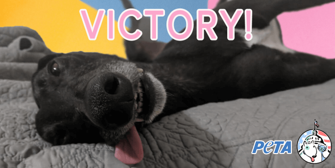 BREAKING: California Exits the Dark Ages, Opens Doors to Community Dog Blood Banks