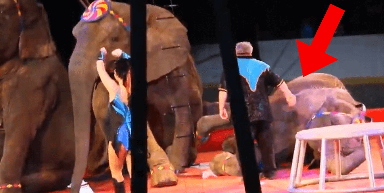 Brian Franzen hits elephant