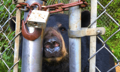 PETA’s 76th Bear Rescue Is in the Books—Dolly and Fox Family Are Finally at a Real Sanctuary