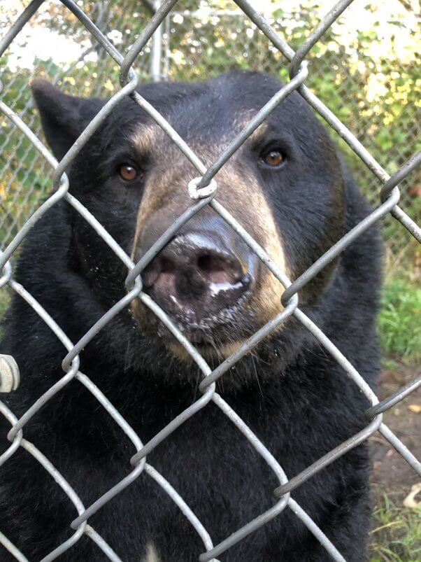 PETA Rescue Dolly the Bear Leaving Sunrise Side Roadside Zoo