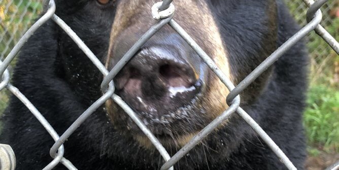 PETA Rescue Dolly the Bear Leaving Sunrise Side Roadside Zoo