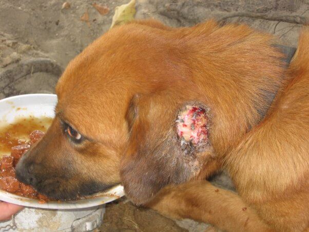 A young dog suffers from fly bites on ear