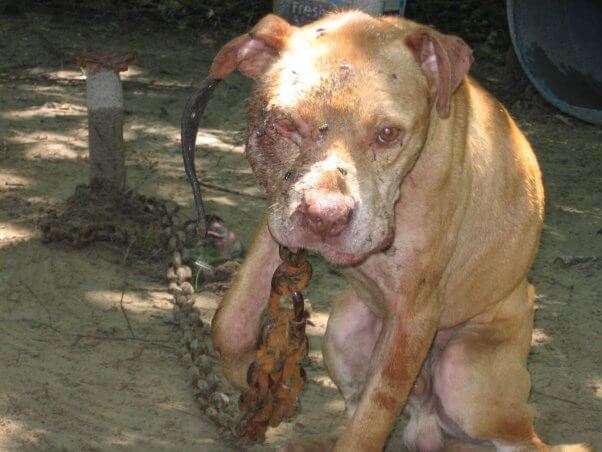 A chained dog suffers injuries on half of its face