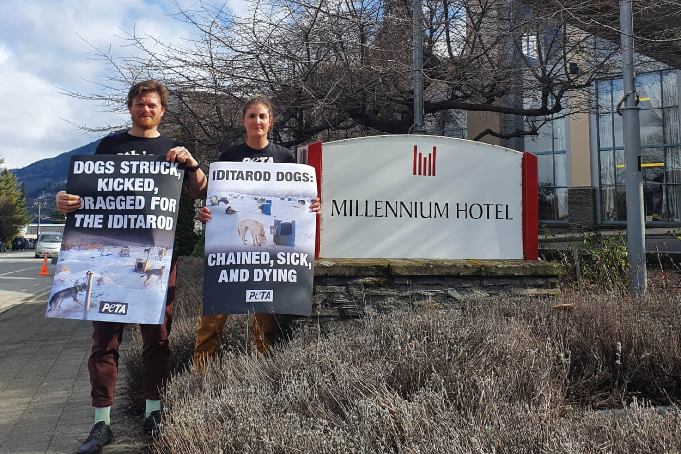 Millennium Hotel Iditarod Sponsorship Draws PETA protest Queenstown