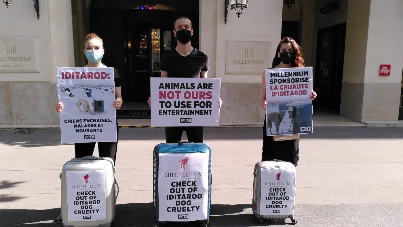 Millennium Hotels Paris PETA protest Iditarod cruelty