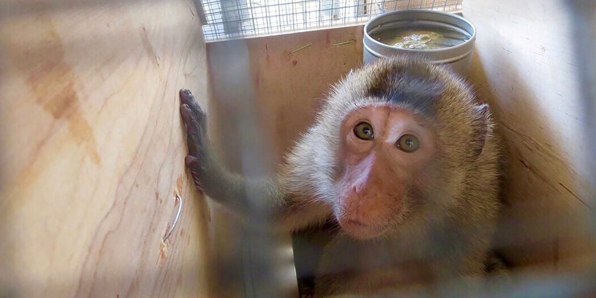 Monkey in Shipping PETA Scientist and Colleagues Show How Experimentation Is Pushing Monkeys to Extinction