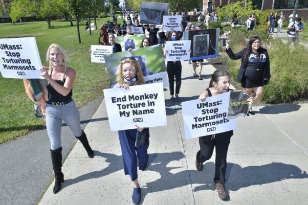 PETA UMass Marmoset Menopause Experiments Protest