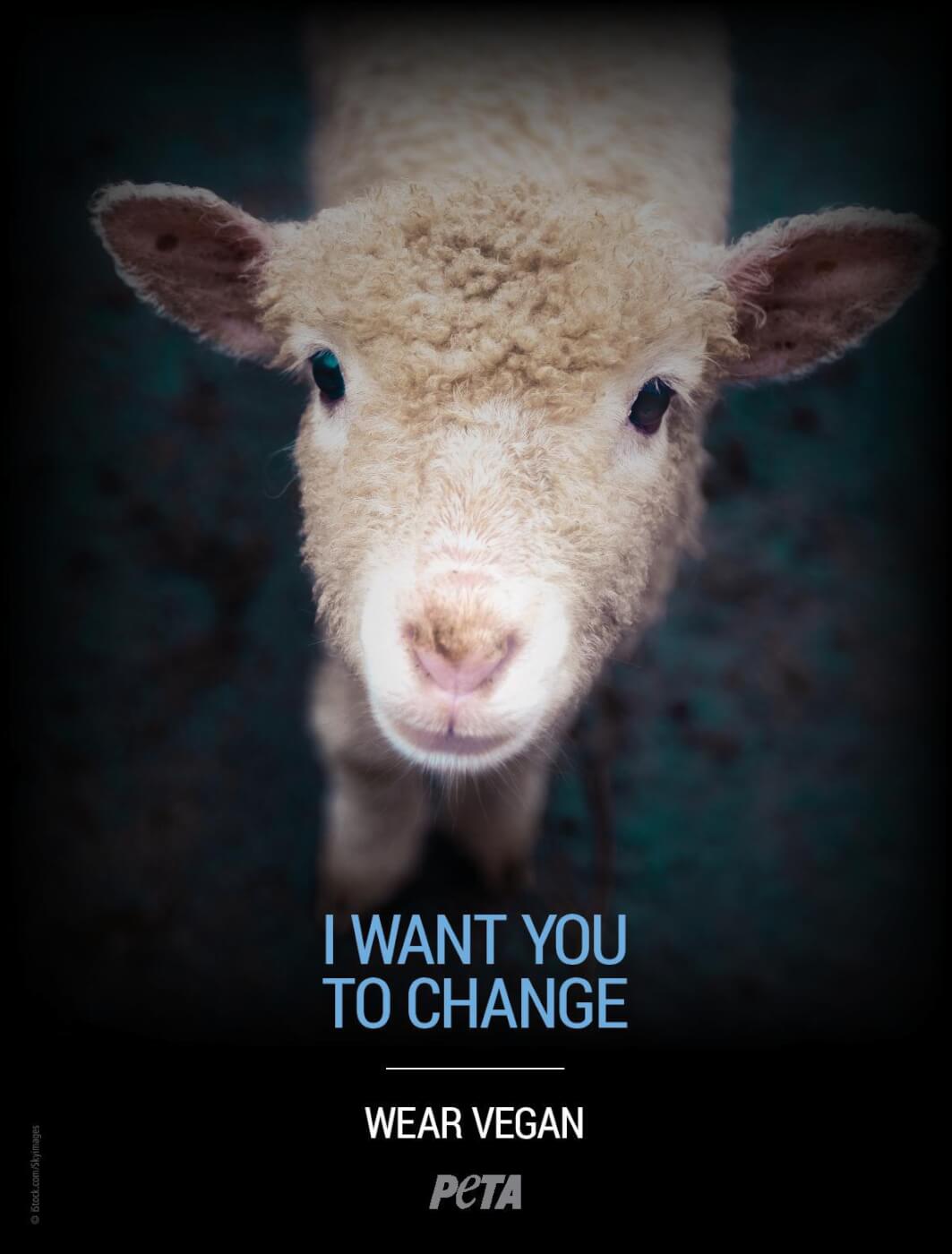la metro free speech lawsuit from peta over rejected sheep ad