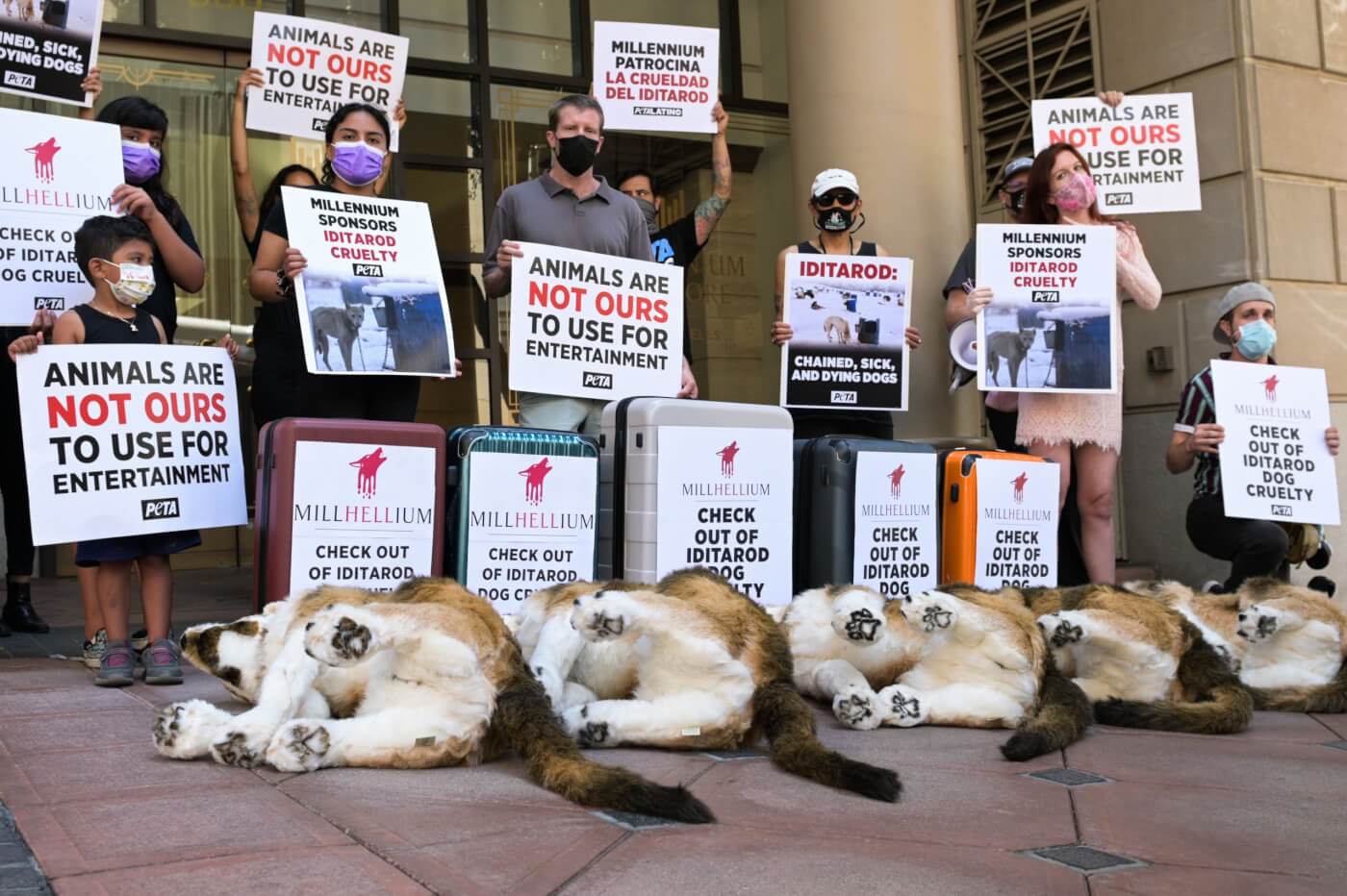 PETA protest Millennium Los Angeles Hotel Iditarod Sponsor
