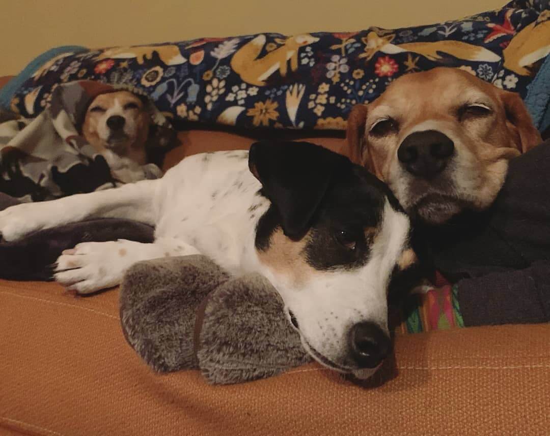 Pancake, a dog rescued by PETA, in a cuddle stack with her new canine family