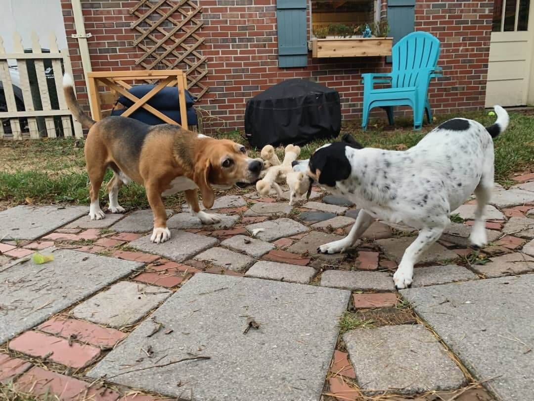 Pancake, a dog rescued by PETA, plays tug-of-war with new friend