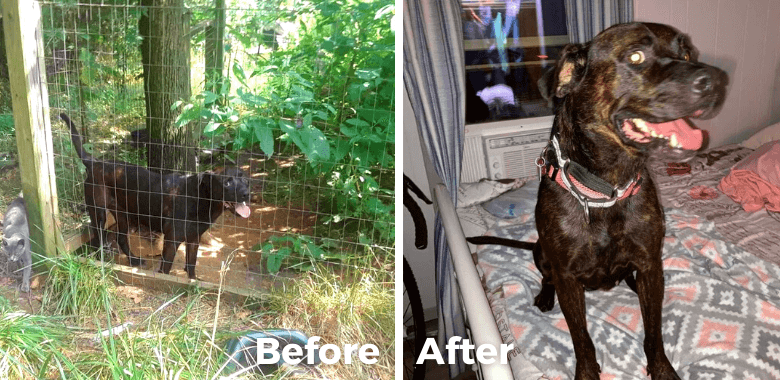 Rescued! Riley Gets the Chance to Find a Loving Home