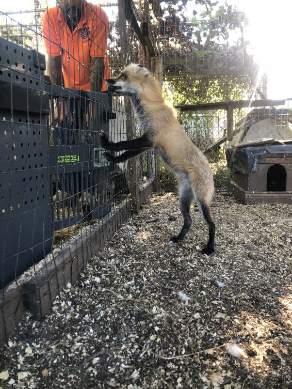 PETA rescued fox Roxy at Sunrise Side roadside zoo