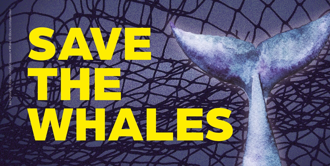 Save the whales with whale tail caught in net