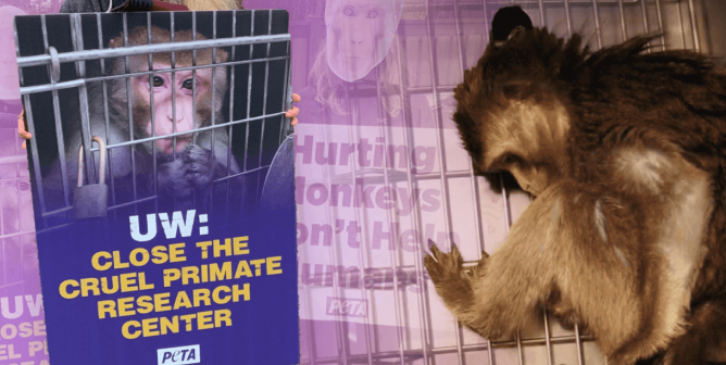 Close UW Primate Research Center