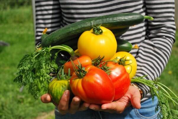 A gardener shows off the gresh veggies from their garden